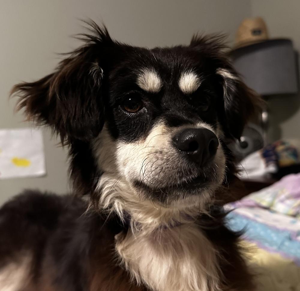 Star, Adoptable, Adult Female Mixed Breed.