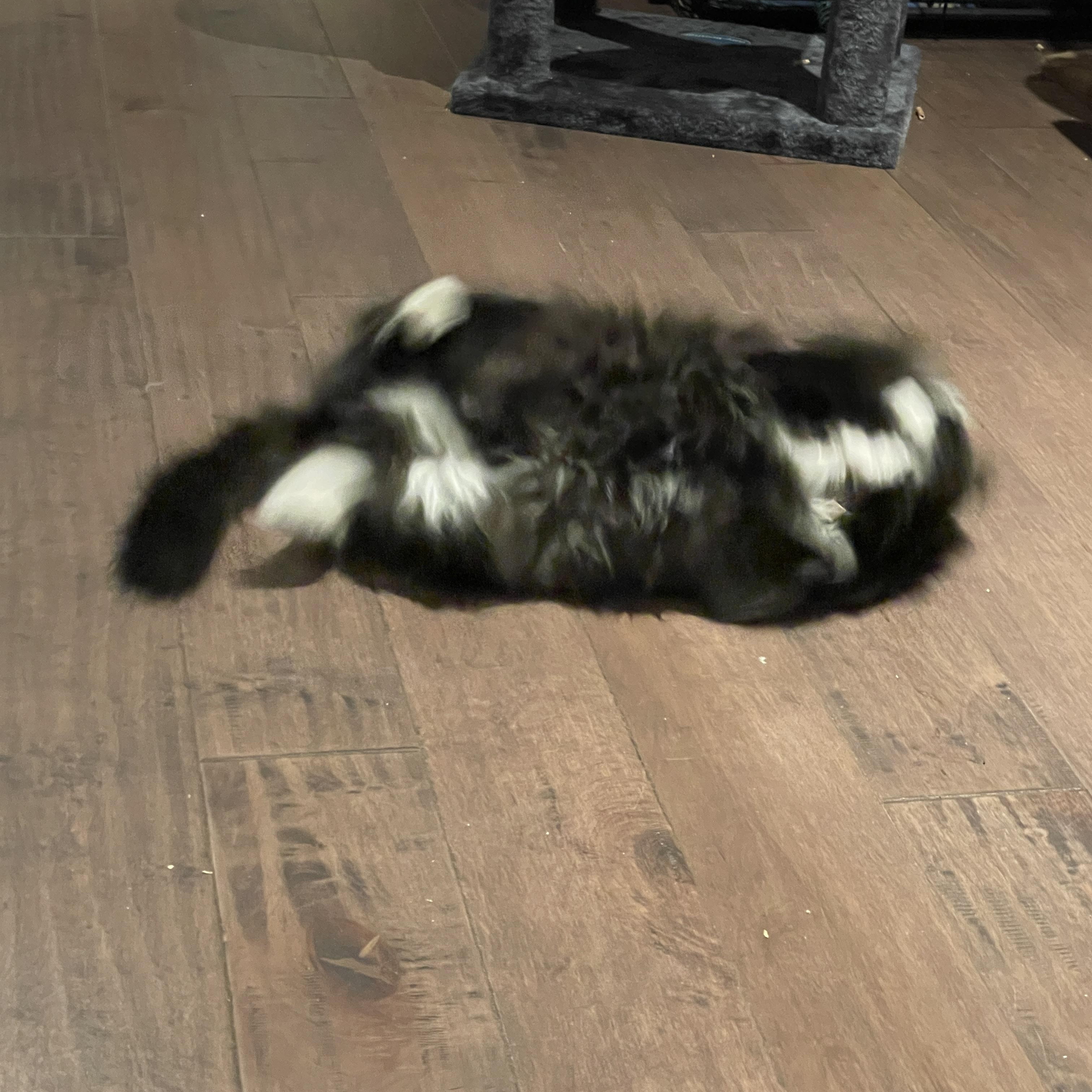 Enlarge Melody, a ADOPTABLE Domestic Long Hair in Salt Spring Island, BC image 5/5