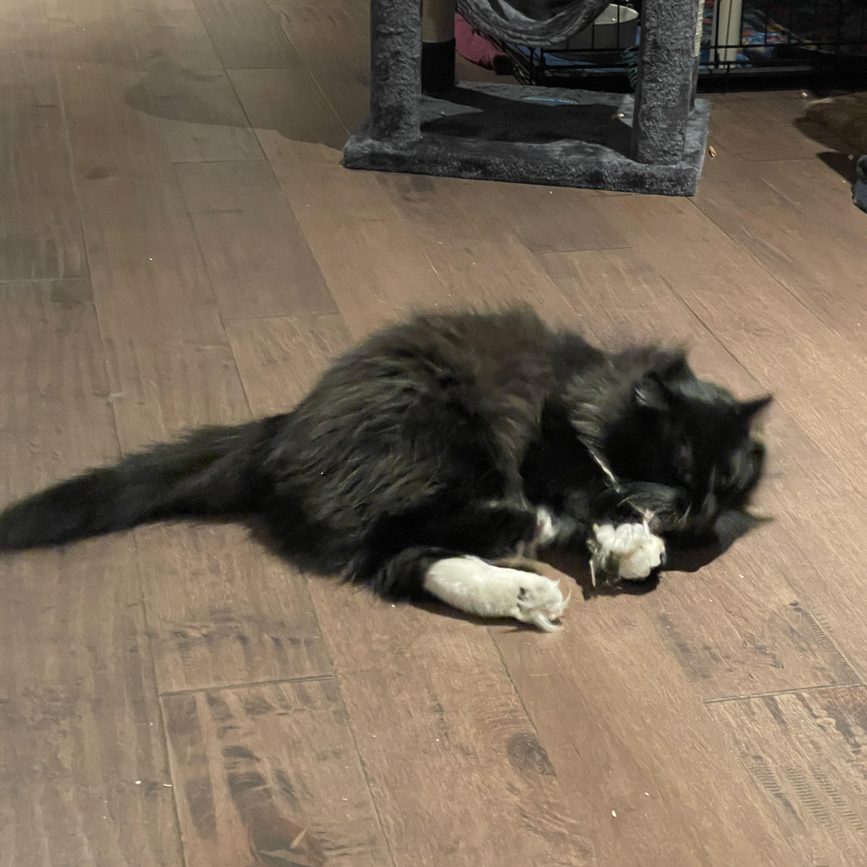 Enlarge Melody, a ADOPTABLE Domestic Long Hair in Salt Spring Island, BC image 3/5