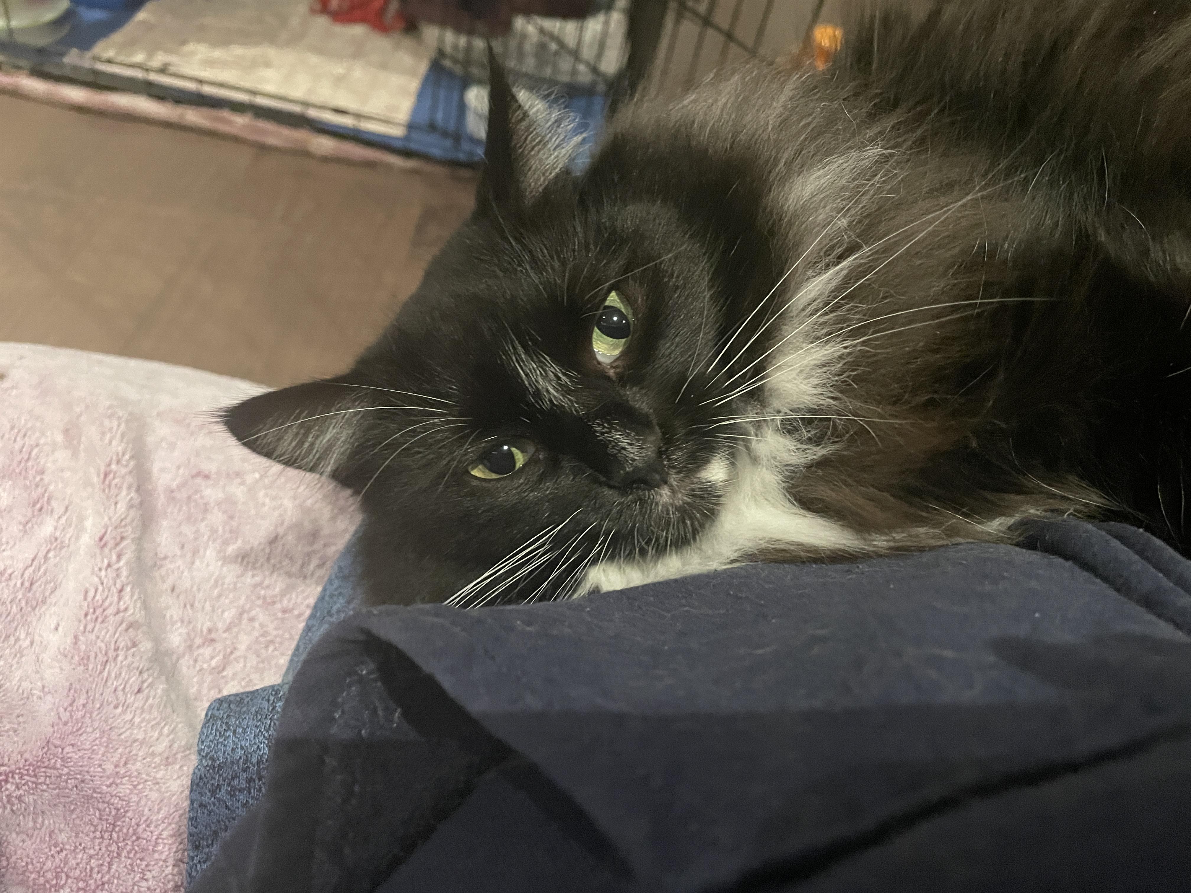 Enlarge Melody, a ADOPTABLE Domestic Long Hair in Salt Spring Island, BC image 4/5