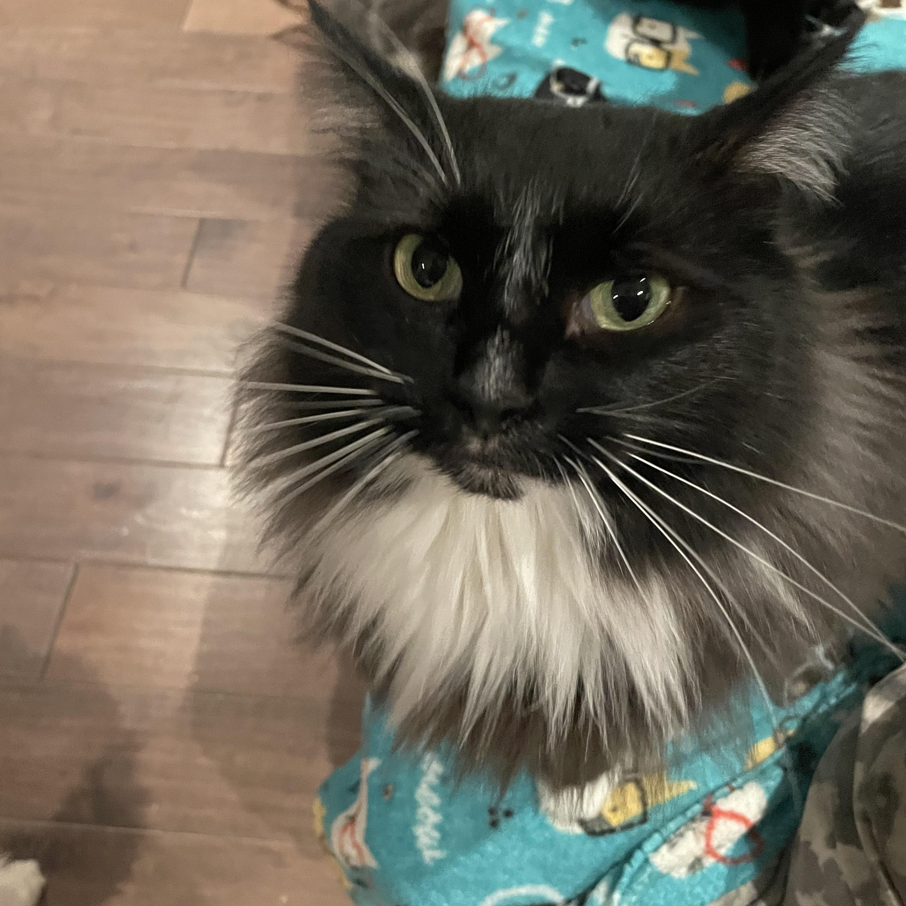 Melody, ADOPTABLE, Young Female Domestic Long Hair.