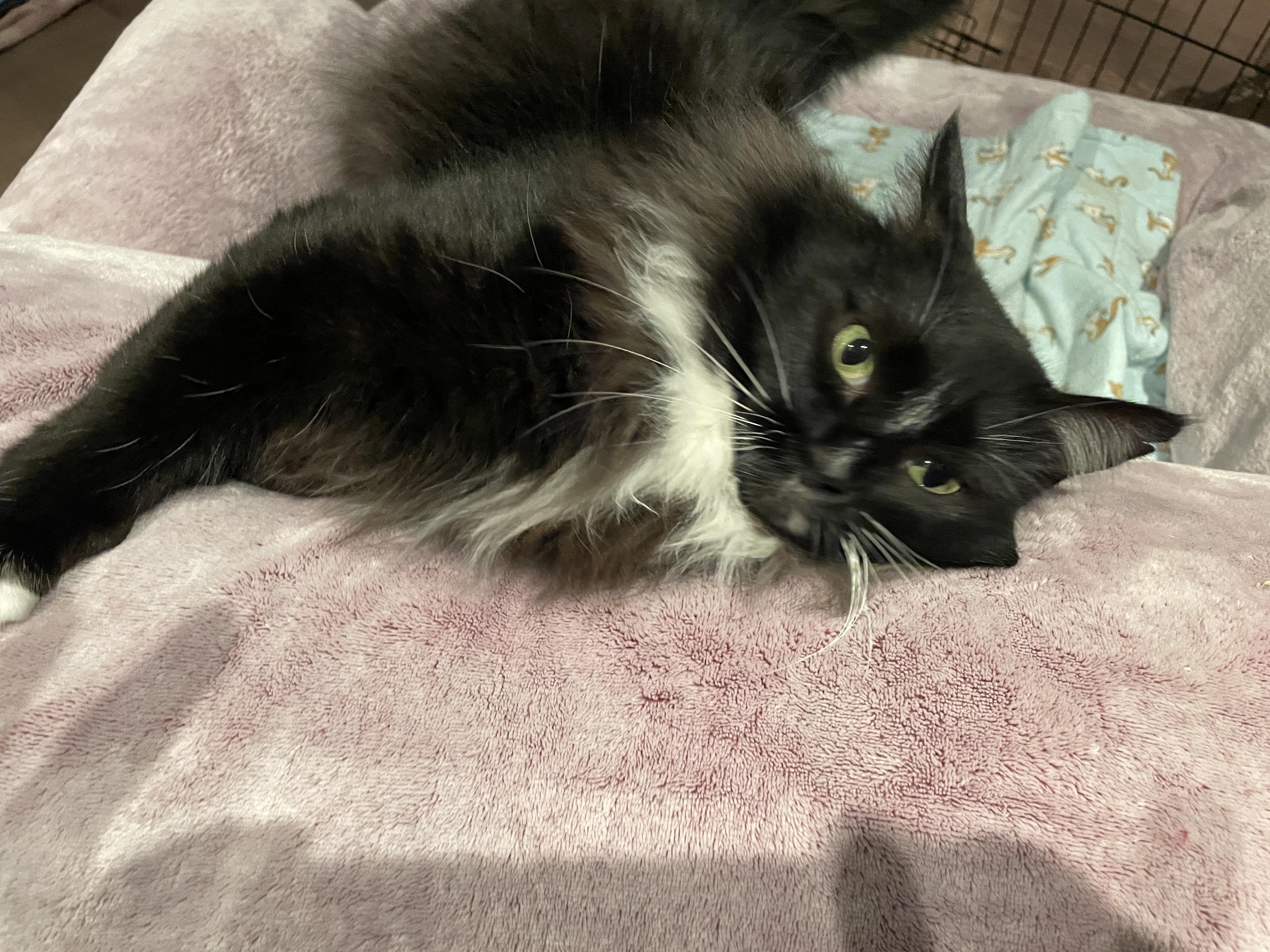 Enlarge Melody, a ADOPTABLE Domestic Long Hair in Salt Spring Island, BC image 2/5