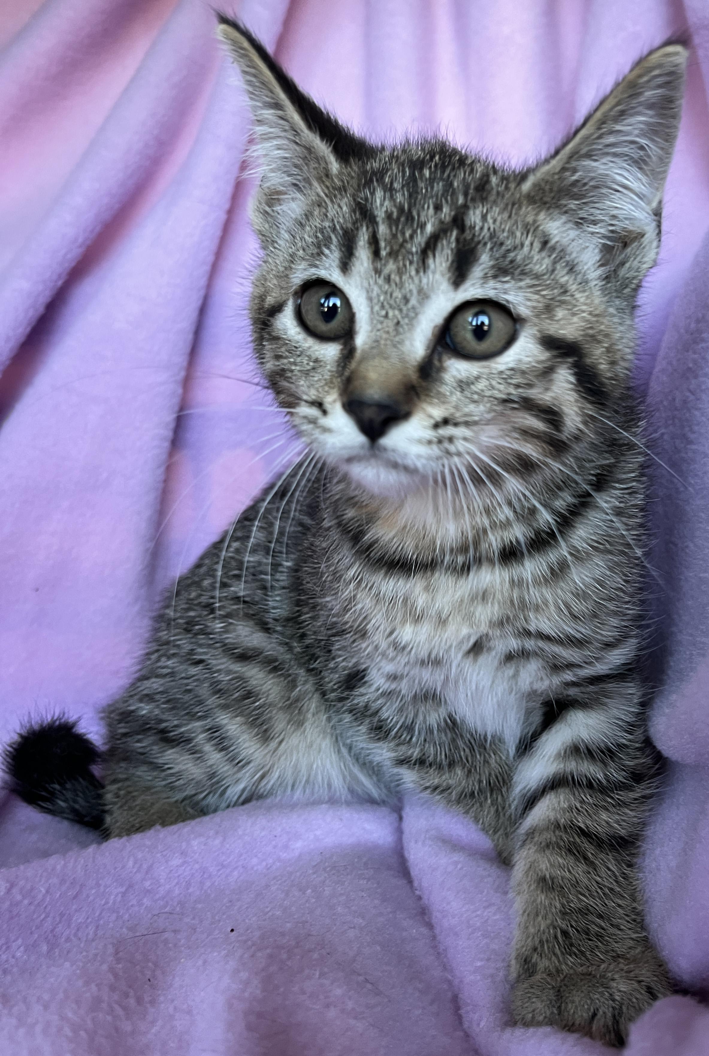 Samosa, ADOPTABLE, Kitten Female Bengal & Tabby.