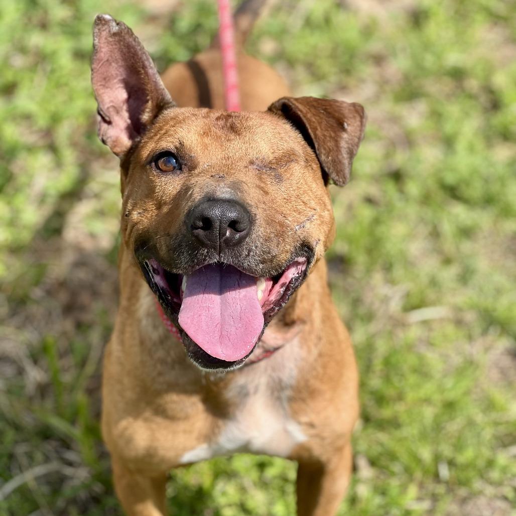 Bo Peeper, an adoptable Pit Bull Terrier, Boxer in Waite Park, MN, 56387 | Photo Image 1