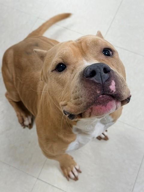 Enlarge Valentina, a ADOPTABLE American Bully in Clayton, NJ image 2/4