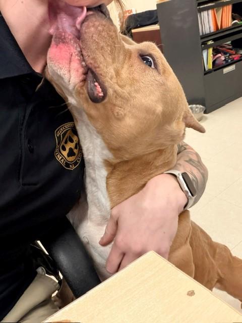 Enlarge Valentina, a ADOPTABLE American Bully in Clayton, NJ image 4/4