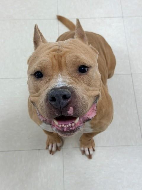 Enlarge Valentina, a ADOPTABLE American Bully in Clayton, NJ image 1/4
