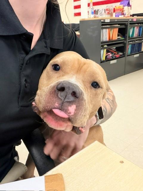 Enlarge Valentina, a ADOPTABLE American Bully in Clayton, NJ image 3/4