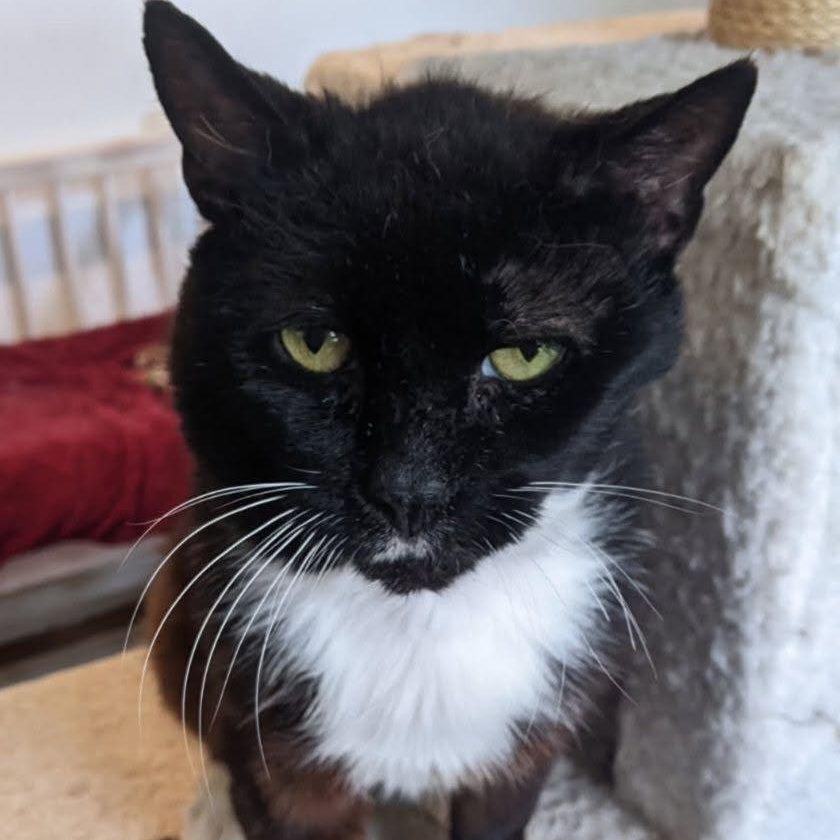 Ari (senior), ADOPTABLE, Senior Male Domestic Short Hair.