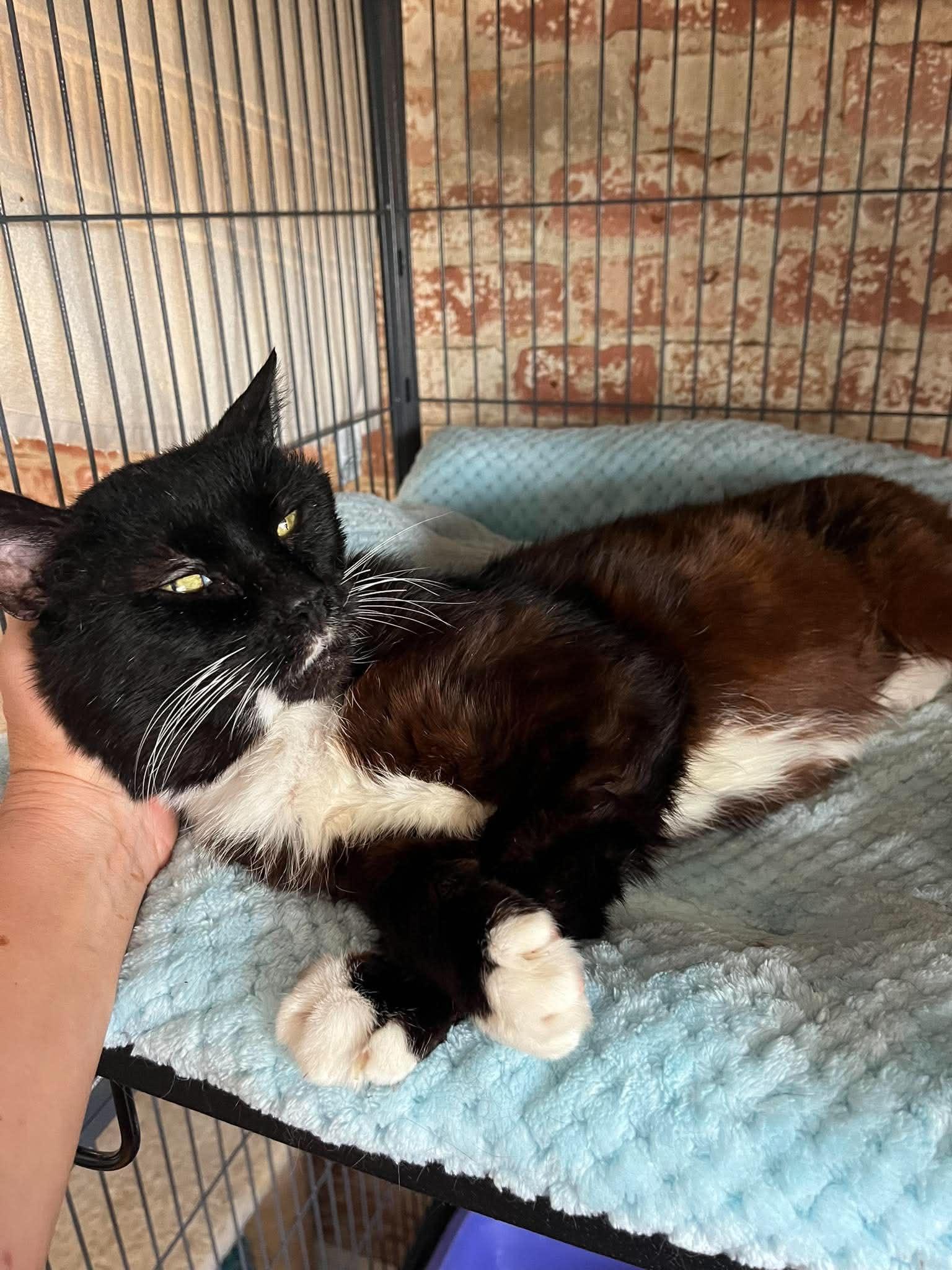 Enlarge Ari (senior), a ADOPTABLE Domestic Short Hair in Huntington, NY image 4/6