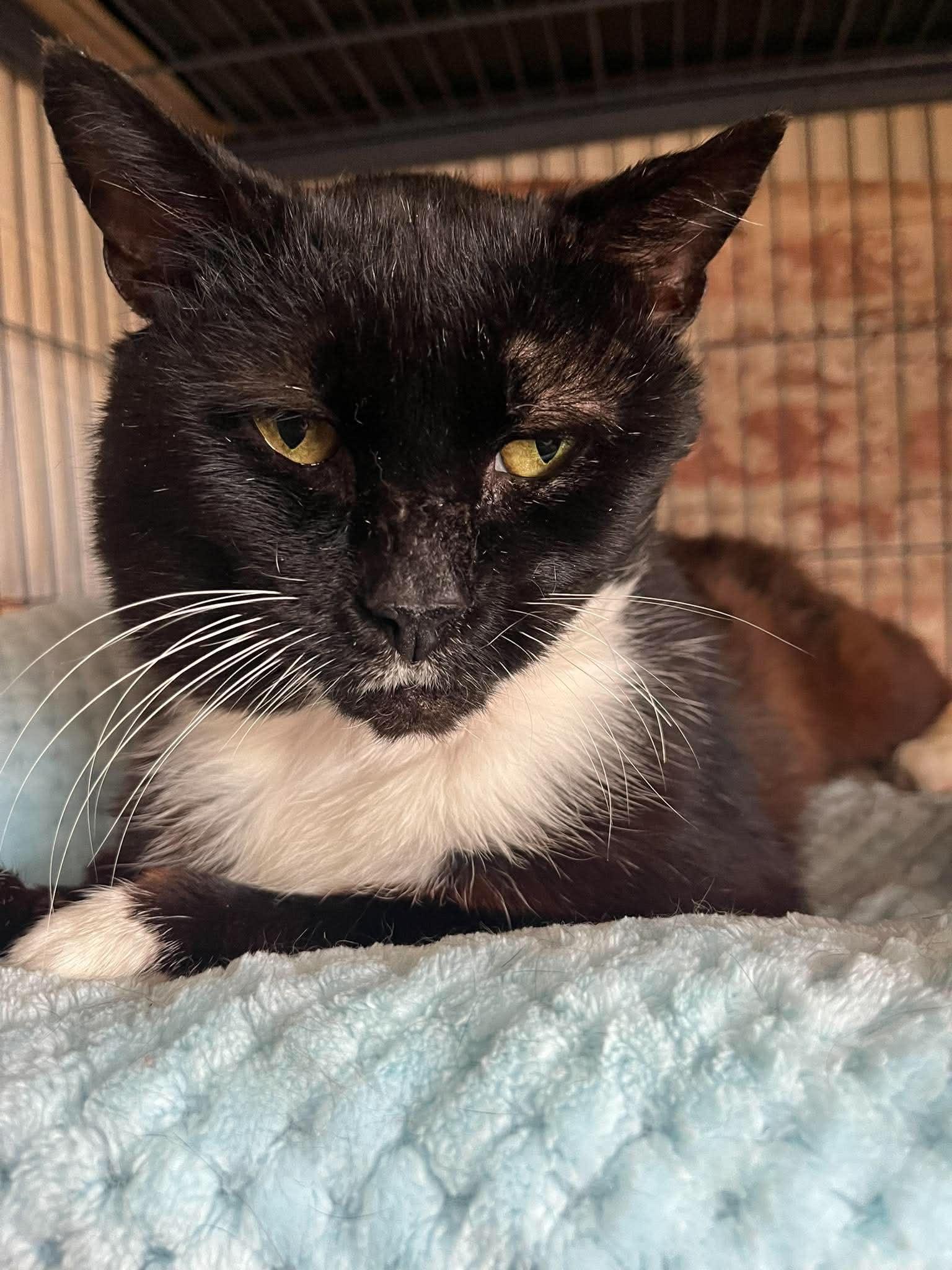 Enlarge Ari (senior), a ADOPTABLE Domestic Short Hair in Huntington, NY image 5/6