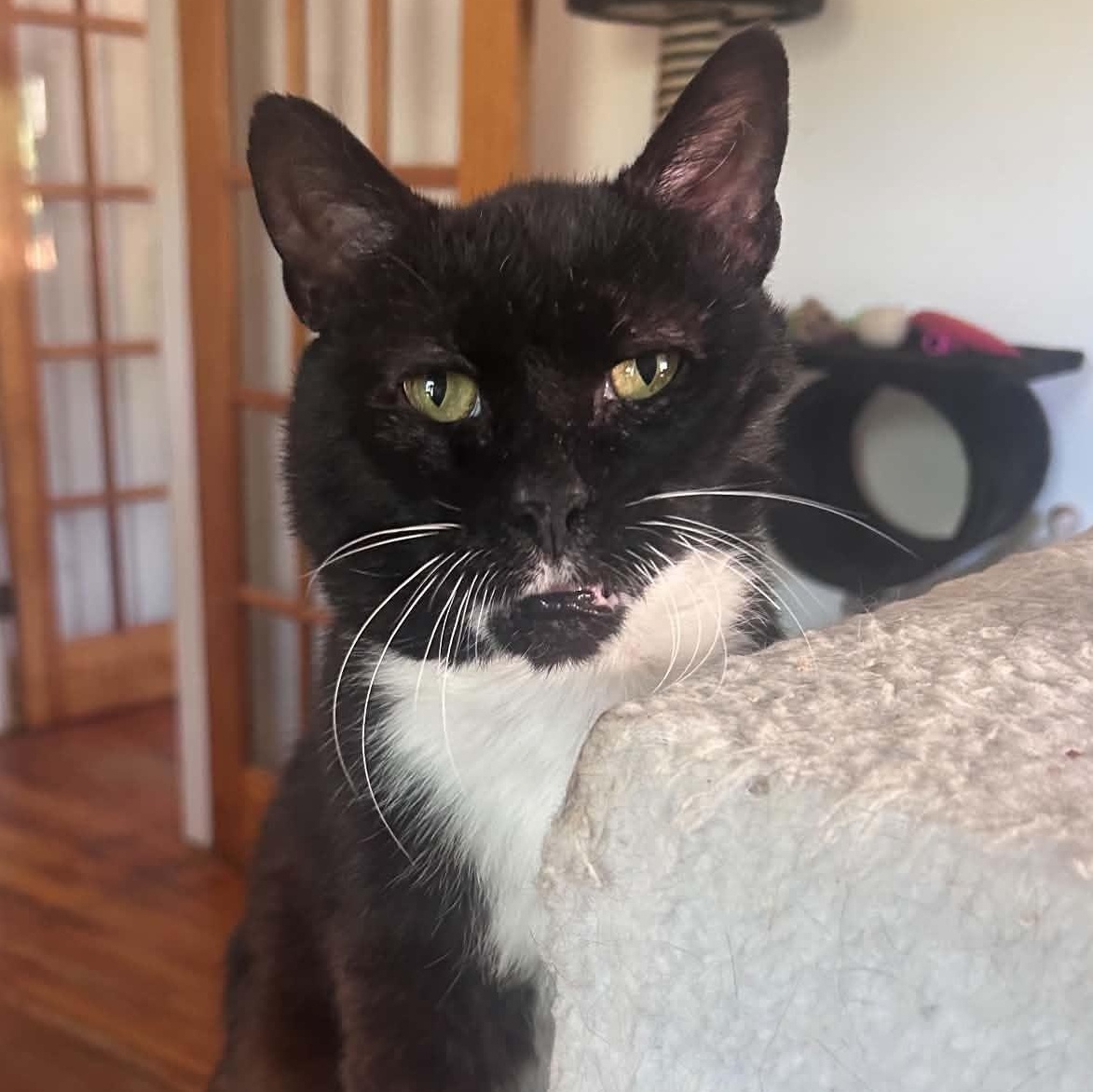 Enlarge Ari (senior), a ADOPTABLE Domestic Short Hair in Huntington, NY image 6/6