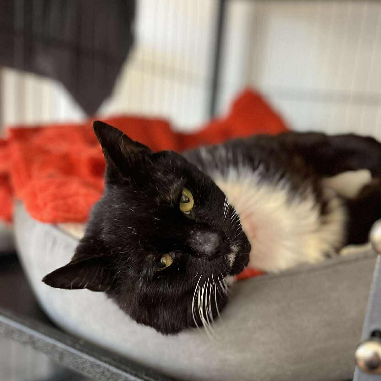 Enlarge Ari (senior), a ADOPTABLE Domestic Short Hair in Huntington, NY image 3/6