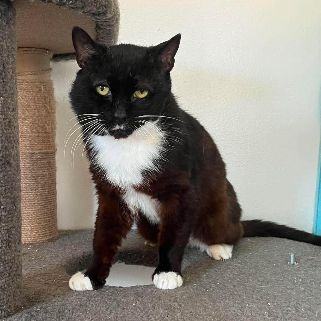 Enlarge Ari (senior), a ADOPTABLE Domestic Short Hair in Huntington, NY image 2/6