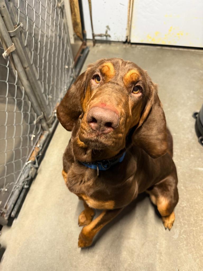 Talulla, Adoptable, Young Female Bloodhound.