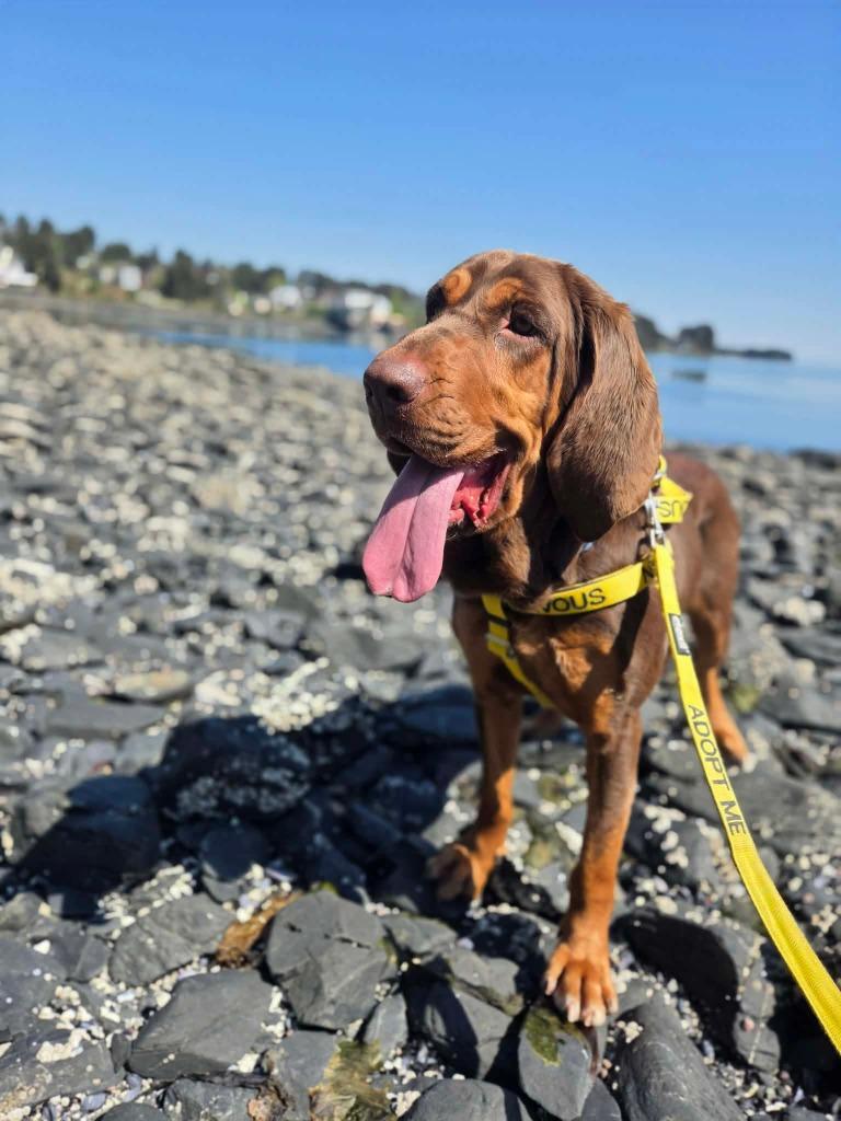 Talulla, a Adoptable Bloodhound in Kodiak, AK image 2/2