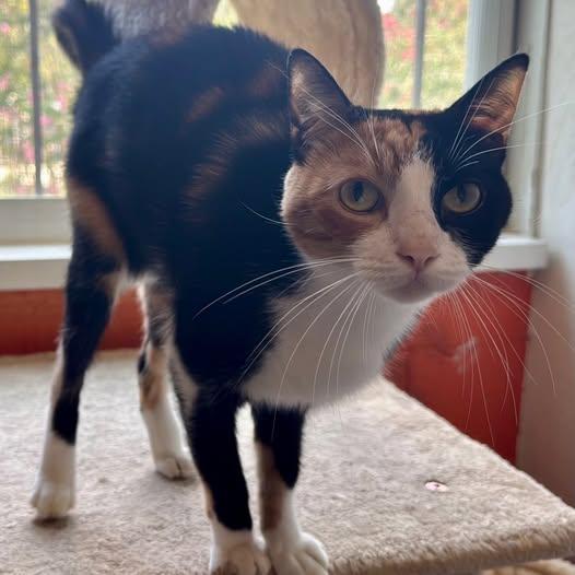 Trixie at Fat Cat Books, ADOPTABLE, Young Female Domestic Short Hair.