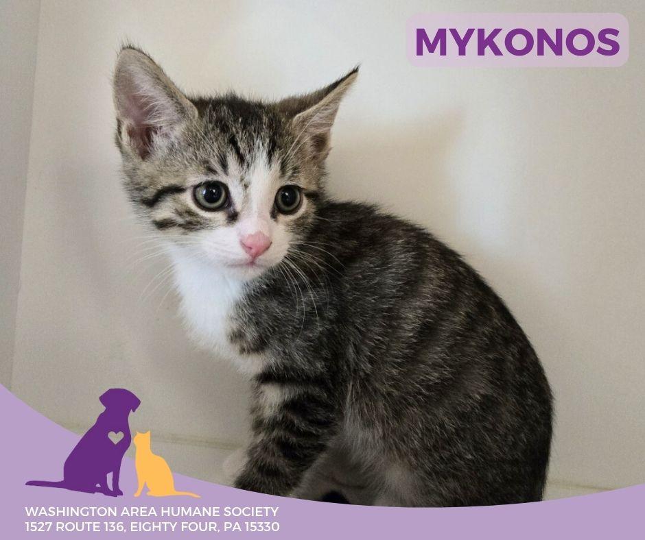 Mykonos, Baby Male Domestic Short Hair