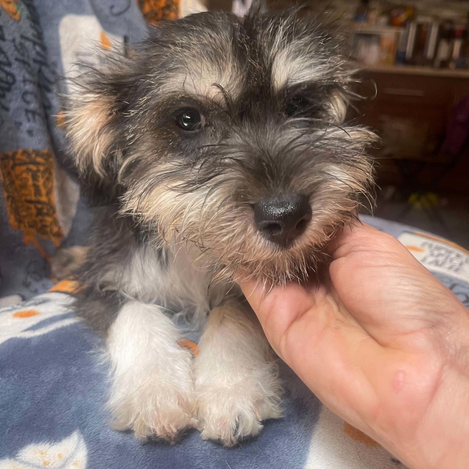 Georgina, a Adopted mixed breed in Escondido, CA image 1/3