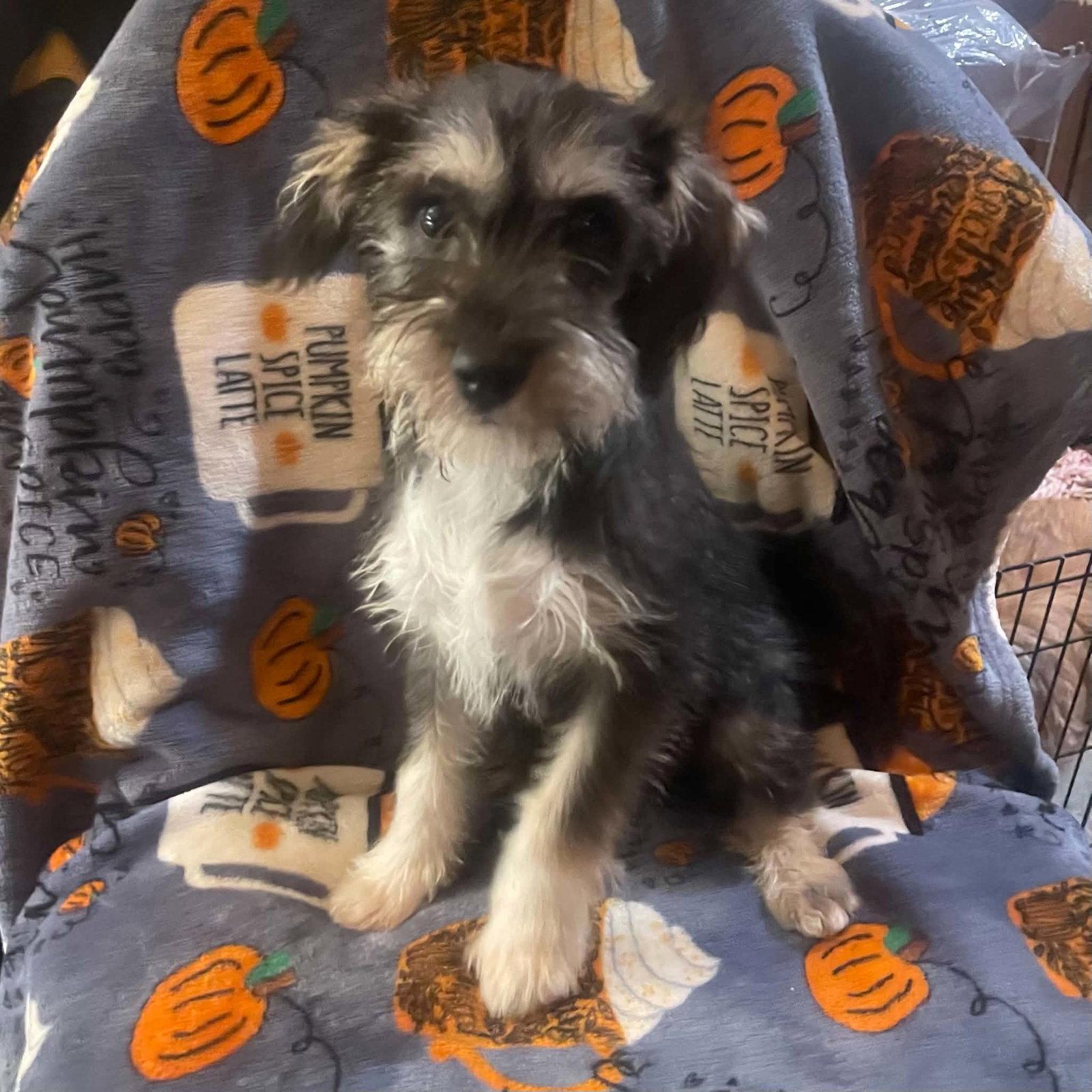 Georgina, a Adopted mixed breed in Escondido, CA image 3/3