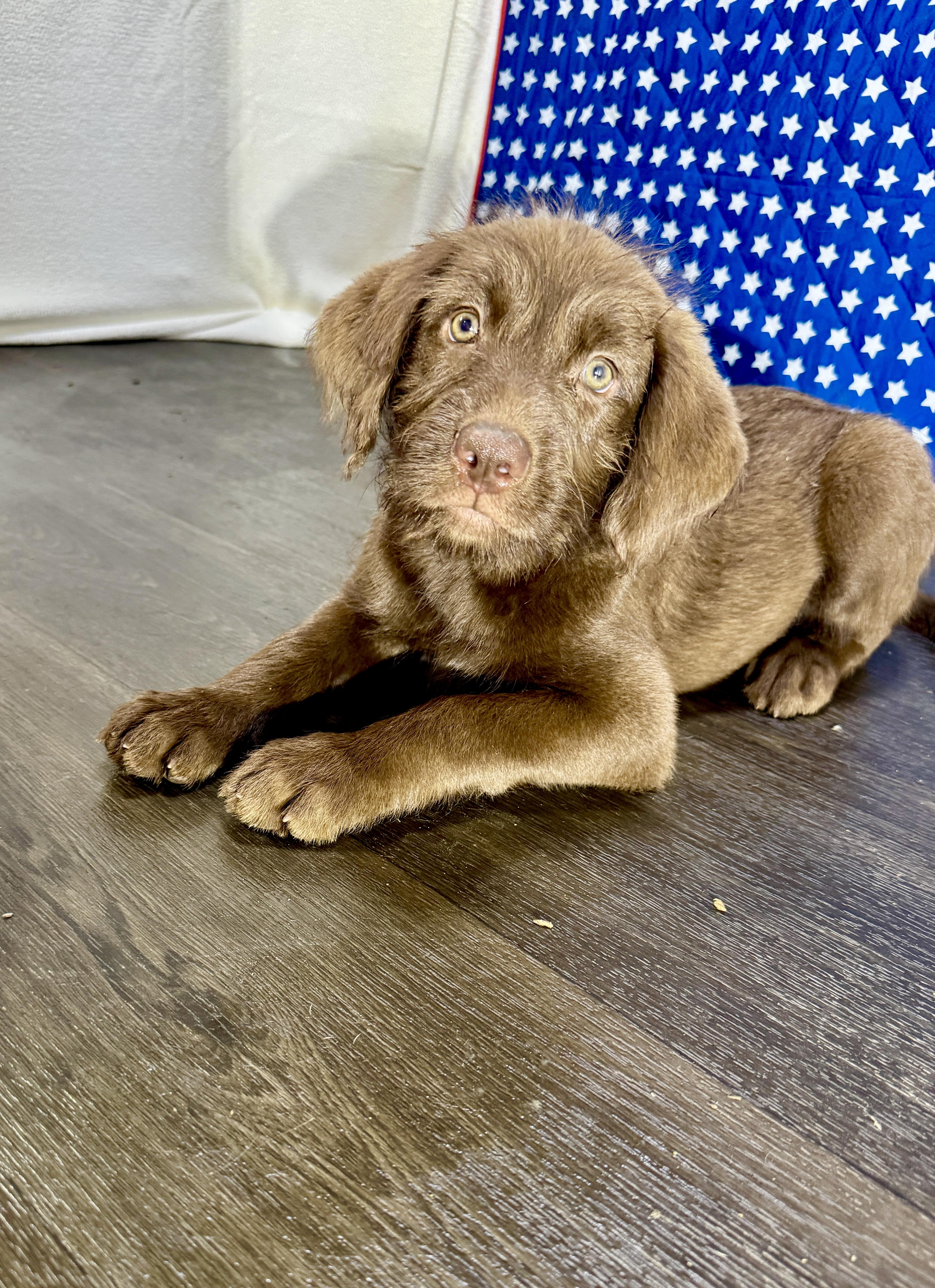 Abigail, adopted, Puppy Female Labradoodle.