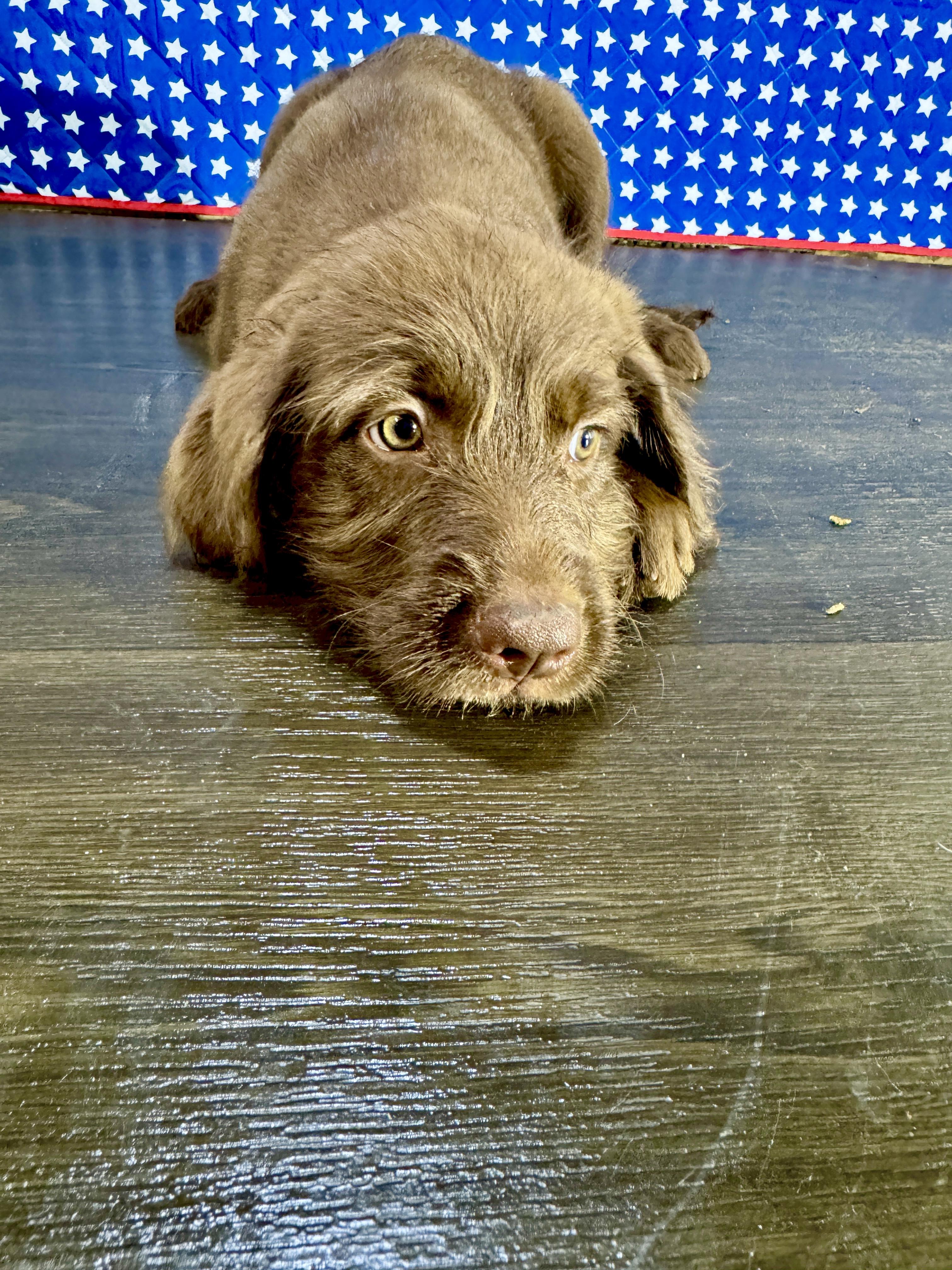 Abigail, an adopted mixed breed in Stormville, NY image 3/6