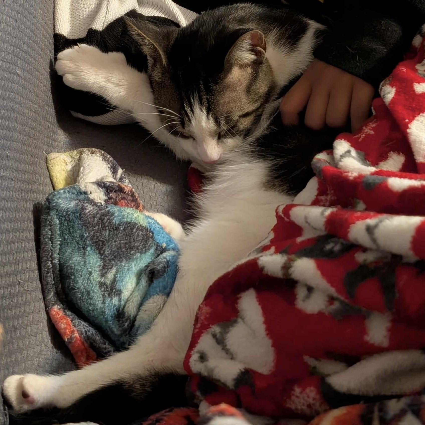 Cookie Dough, a Adoptable Domestic Short Hair in Westville, NJ image 4/5