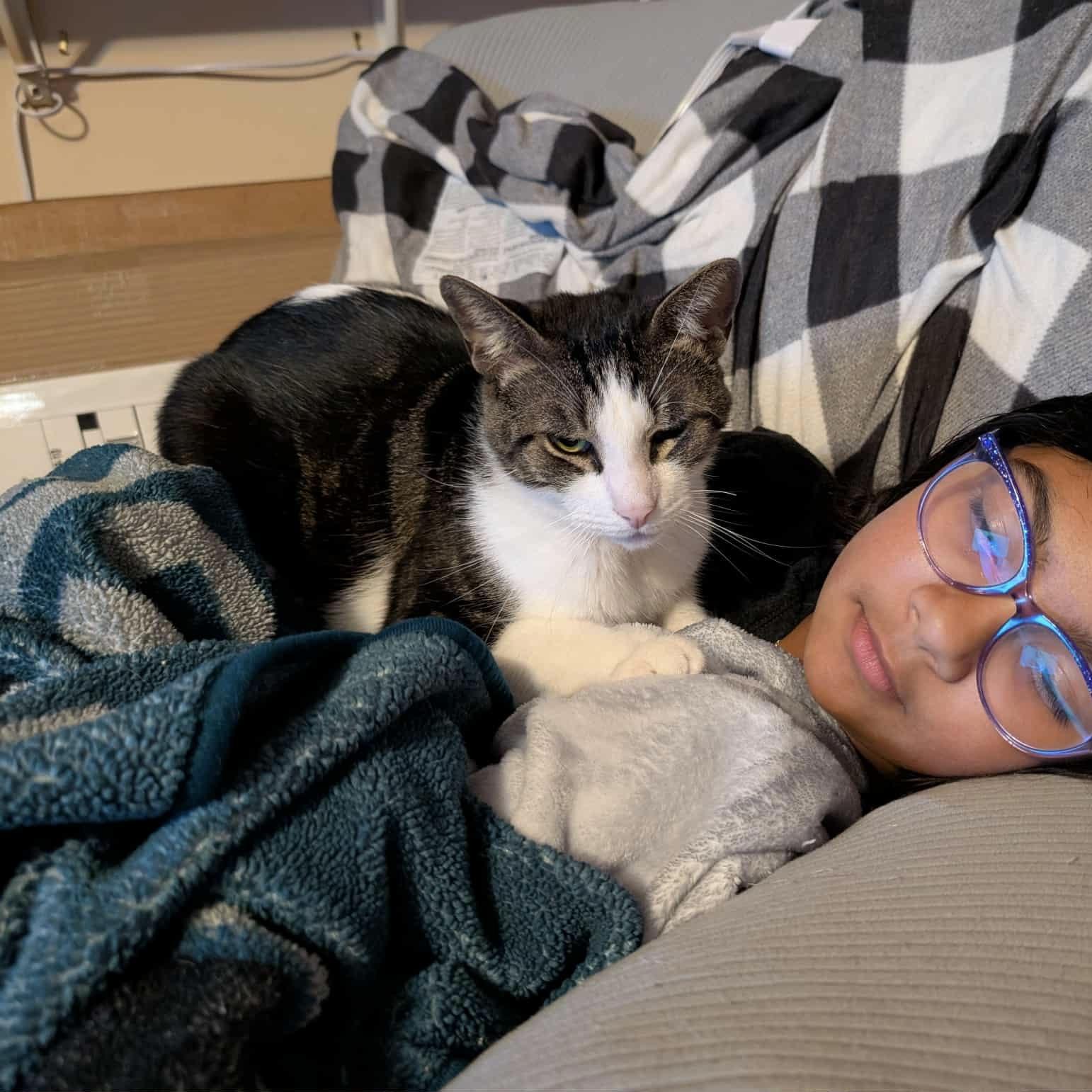 Cookie Dough, a Adoptable Domestic Short Hair in Westville, NJ image 2/5