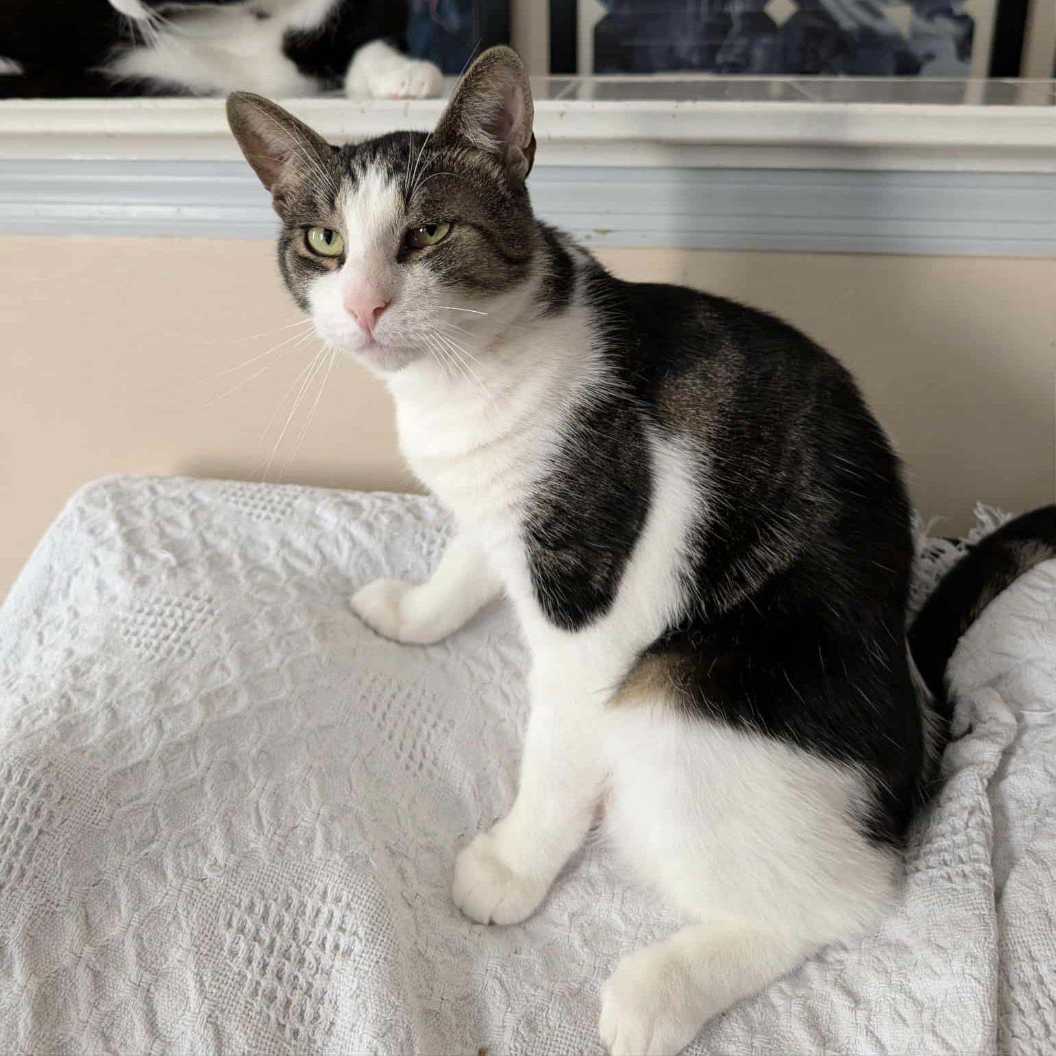 Cookie Dough, a Adoptable Domestic Short Hair in Westville, NJ image 1/5