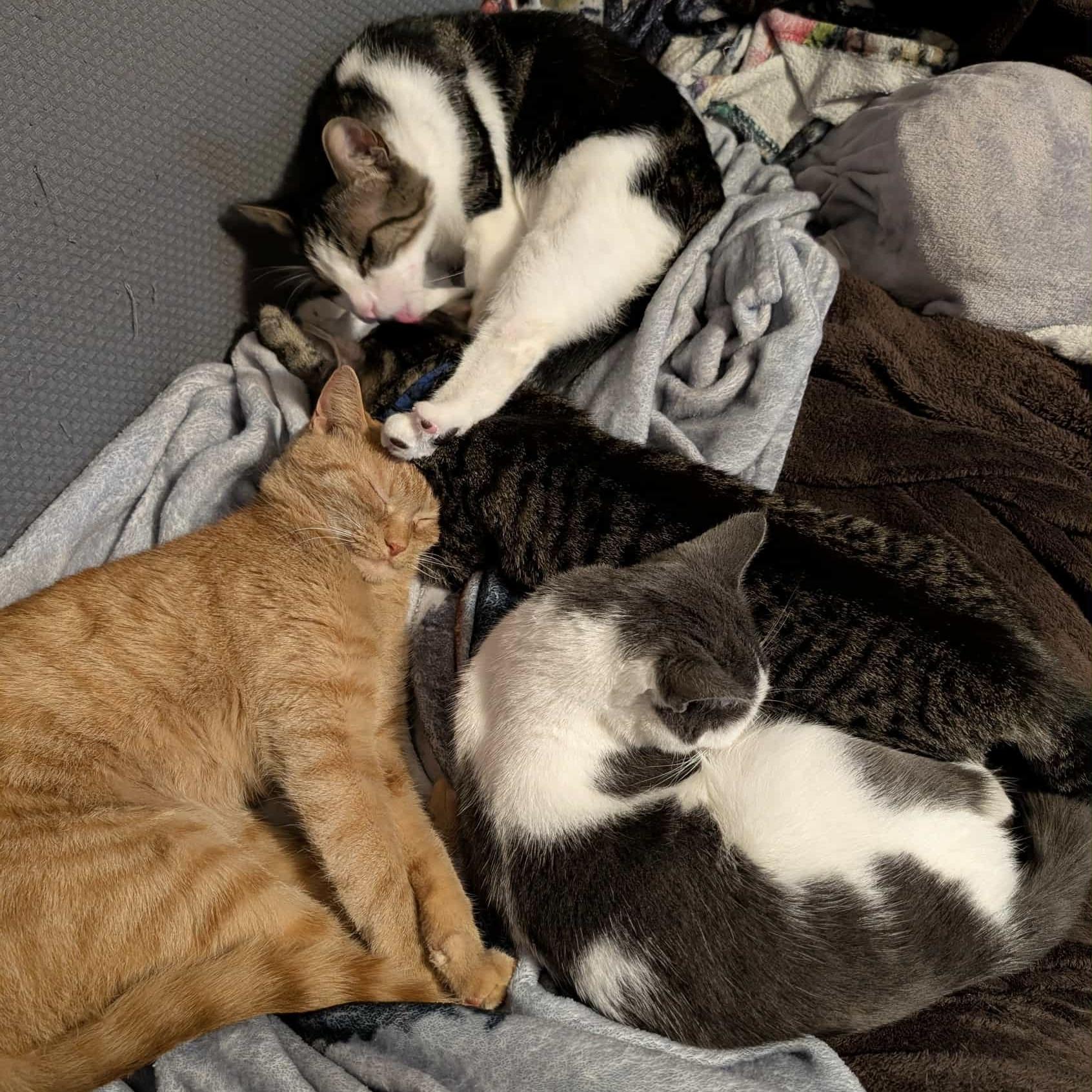 Cookie Dough, a Adoptable Domestic Short Hair in Westville, NJ image 3/5