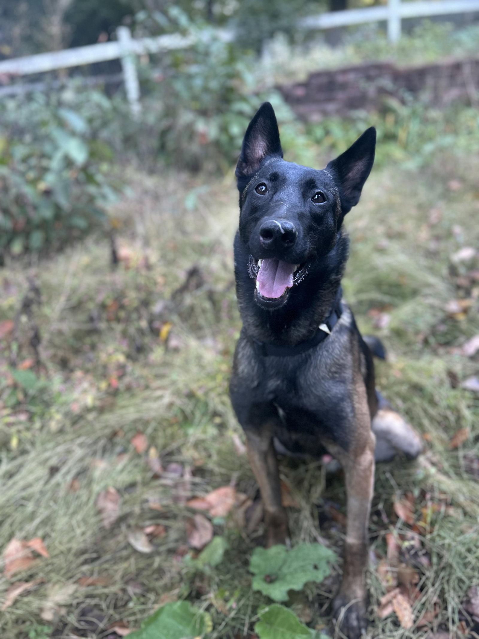 Enlarge Hunter, a Adoptable Belgian Shepherd / Malinois in Lancaster, PA image 1/3