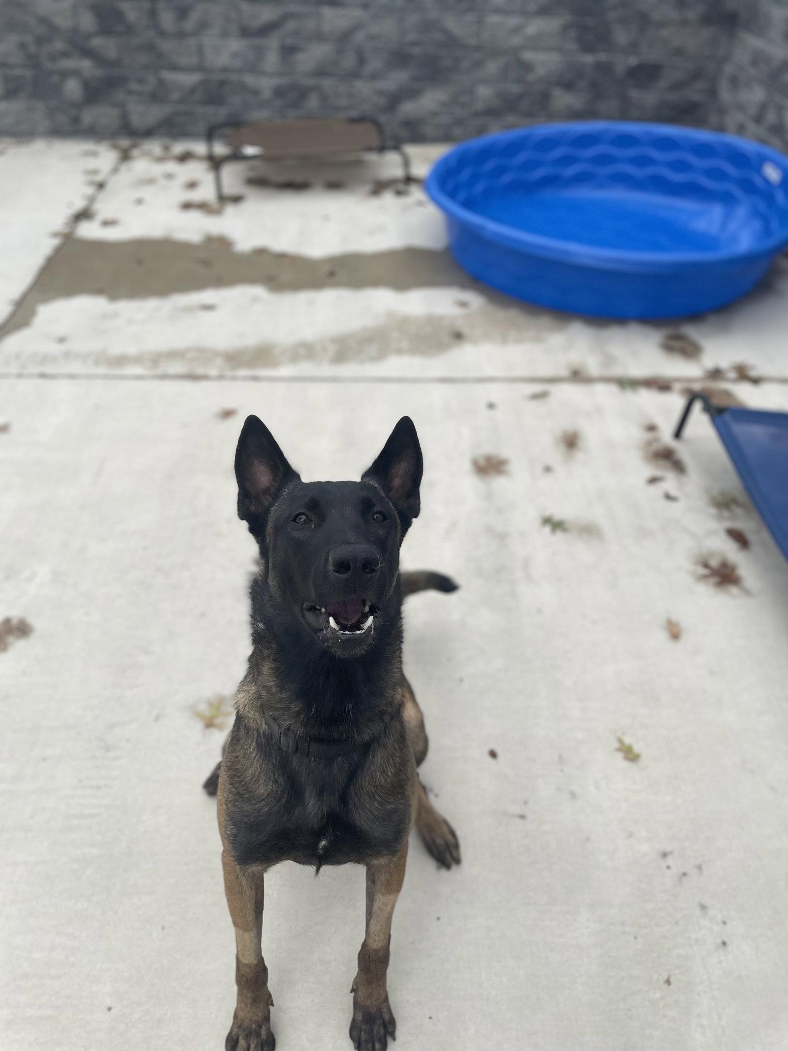 Enlarge Hunter, a Adoptable Belgian Shepherd / Malinois in Lancaster, PA image 2/3