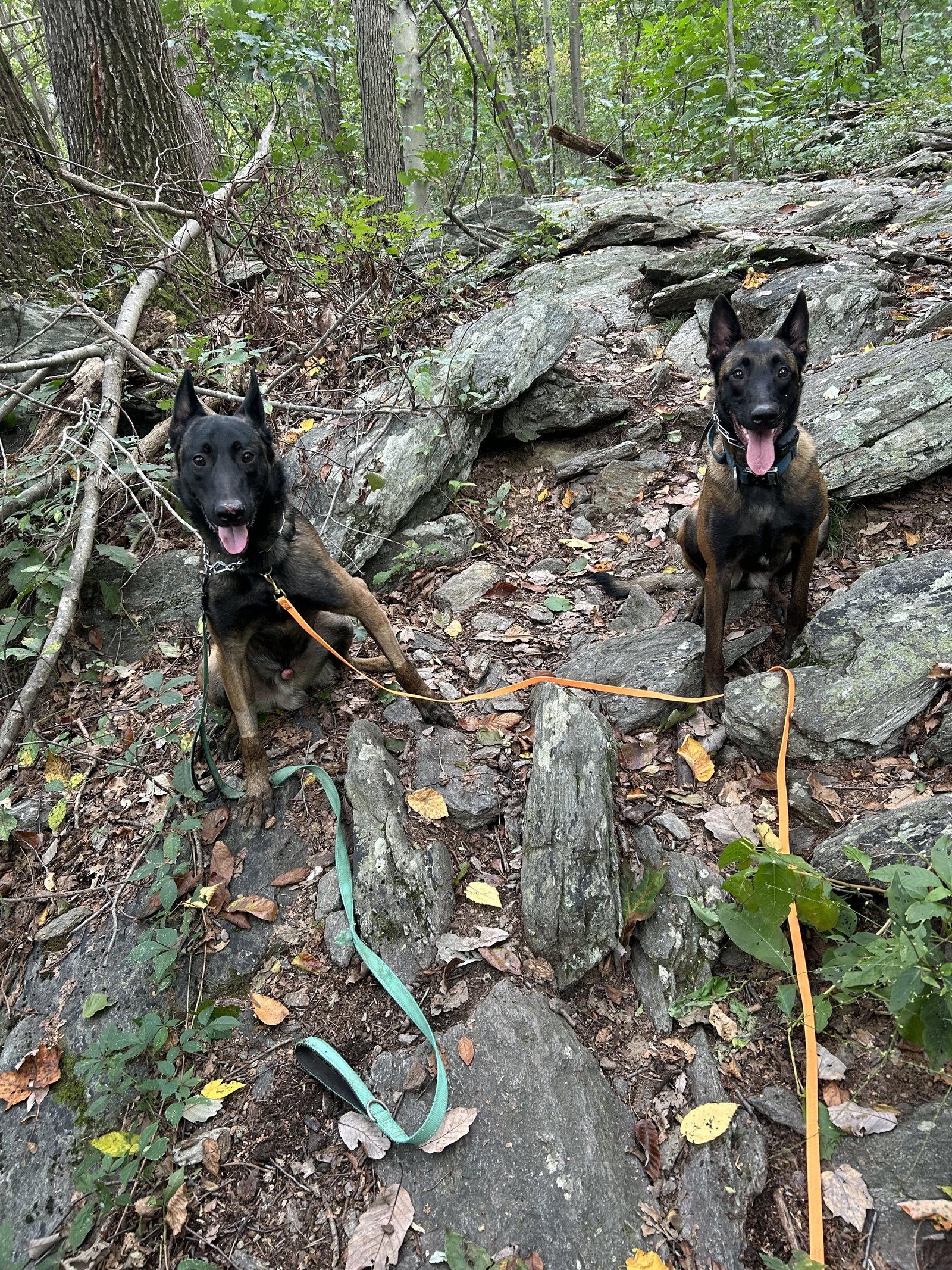 Enlarge Hunter, a Adoptable Belgian Shepherd / Malinois in Lancaster, PA image 3/3