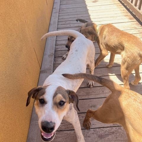Enlarge Tank, a other mixed breed in Deming, NM image 1/3