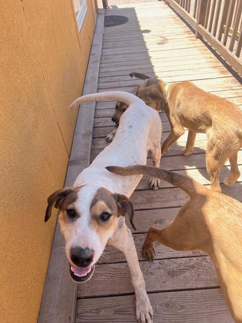 Enlarge Tank, a Adoptable mixed breed in Deming, NM image 1/3