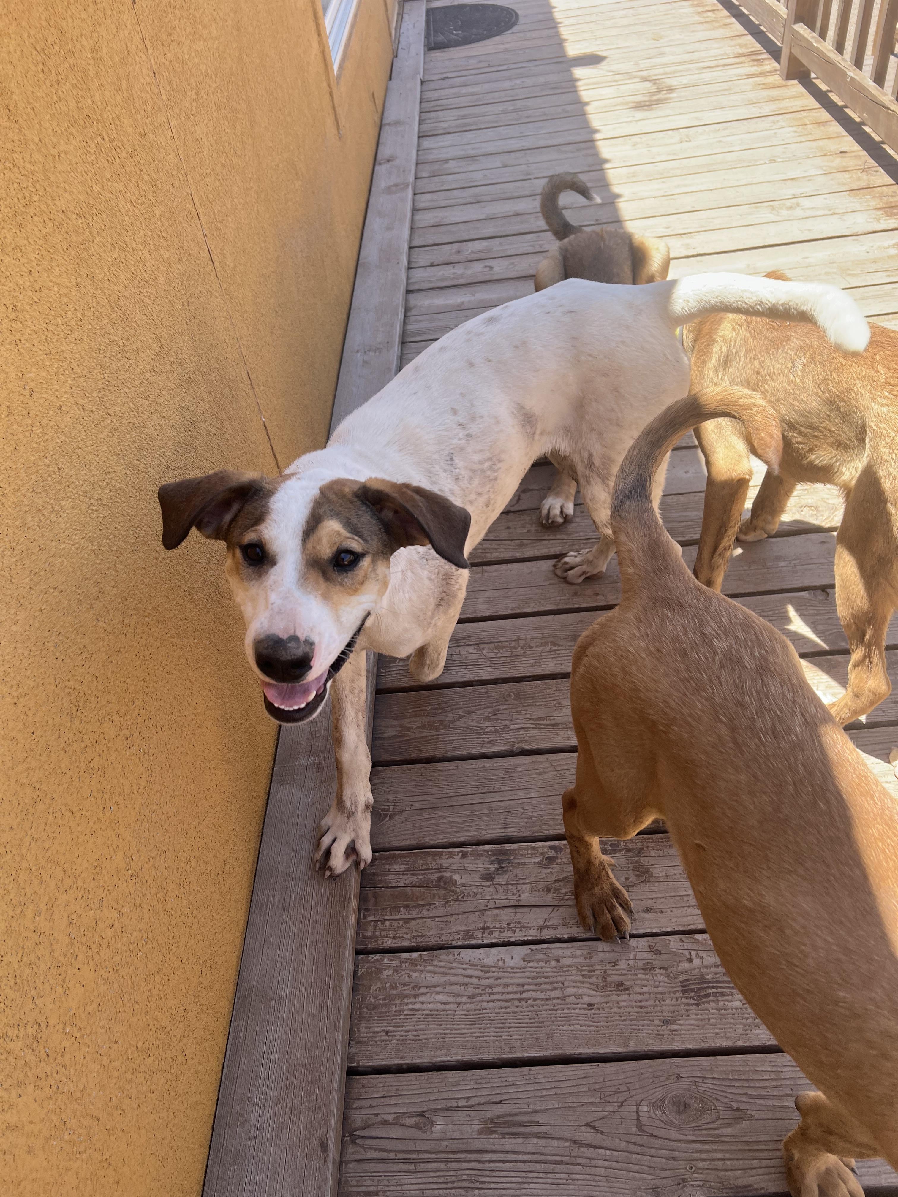 Tank, Adoptable, Young Male Hound.