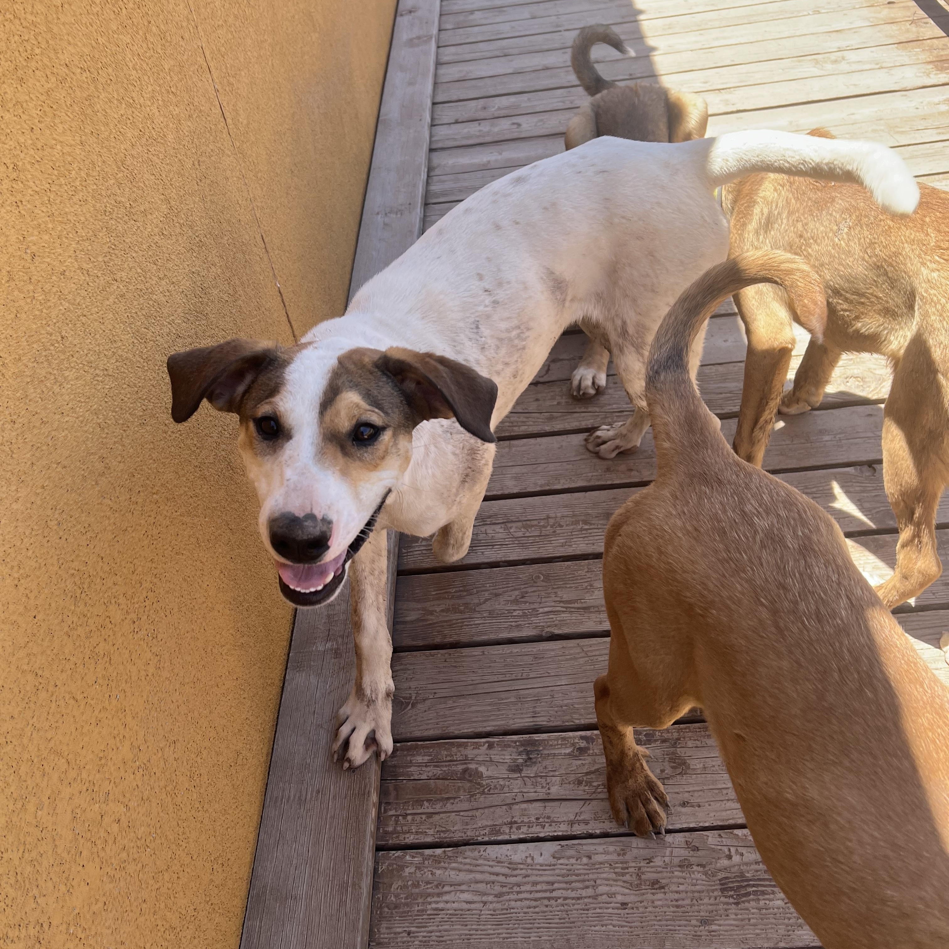 Enlarge Tank, a other mixed breed in Deming, NM image 2/3