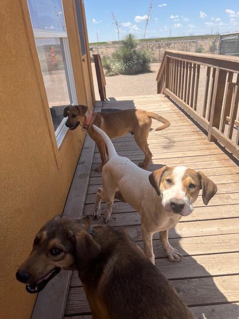 Tank, an adoptable Hound in Deming, NM, 88030 | Photo Image 1