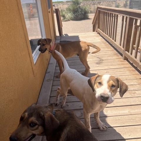 Enlarge Tank, a other mixed breed in Deming, NM image 3/3