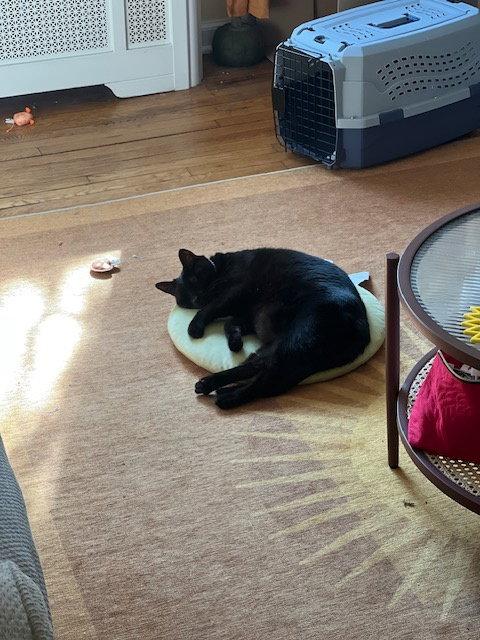 Luna*, Adoptable, Young Female Domestic Short Hair.