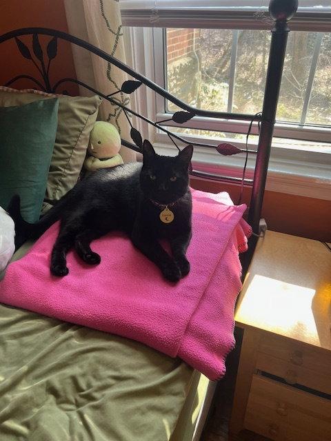 Luna*, a Adoptable Domestic Short Hair in Trexlertown, PA image 2/3