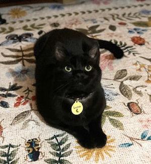 Luna*, a Adoptable Domestic Short Hair in Trexlertown, PA image 3/3