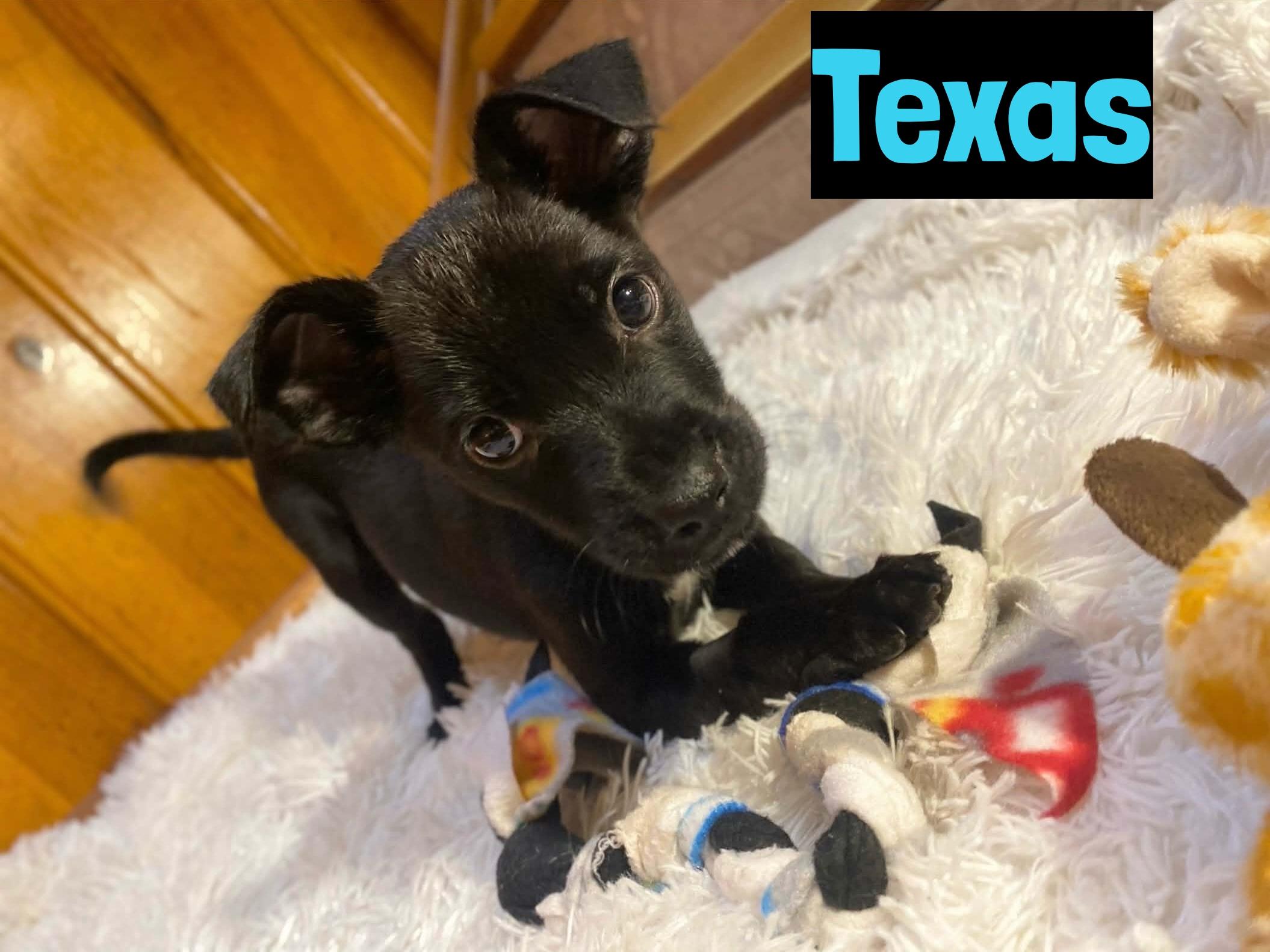 Texas, adopted, Puppy Male Mixed Breed.