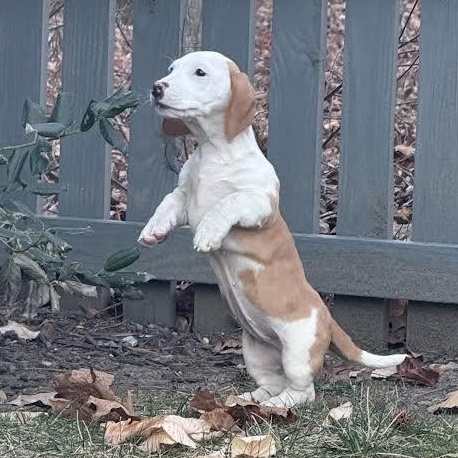 Enlarge Yosemite, a Adoptable mixed breed in Midlothian, VA image 4/6