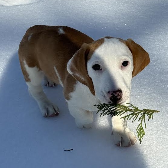 Yosemite, Adoptable, Puppy Female Basset Hound.