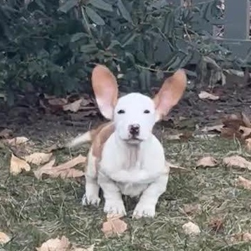 Enlarge Yosemite, a Adoptable mixed breed in Midlothian, VA image 2/6