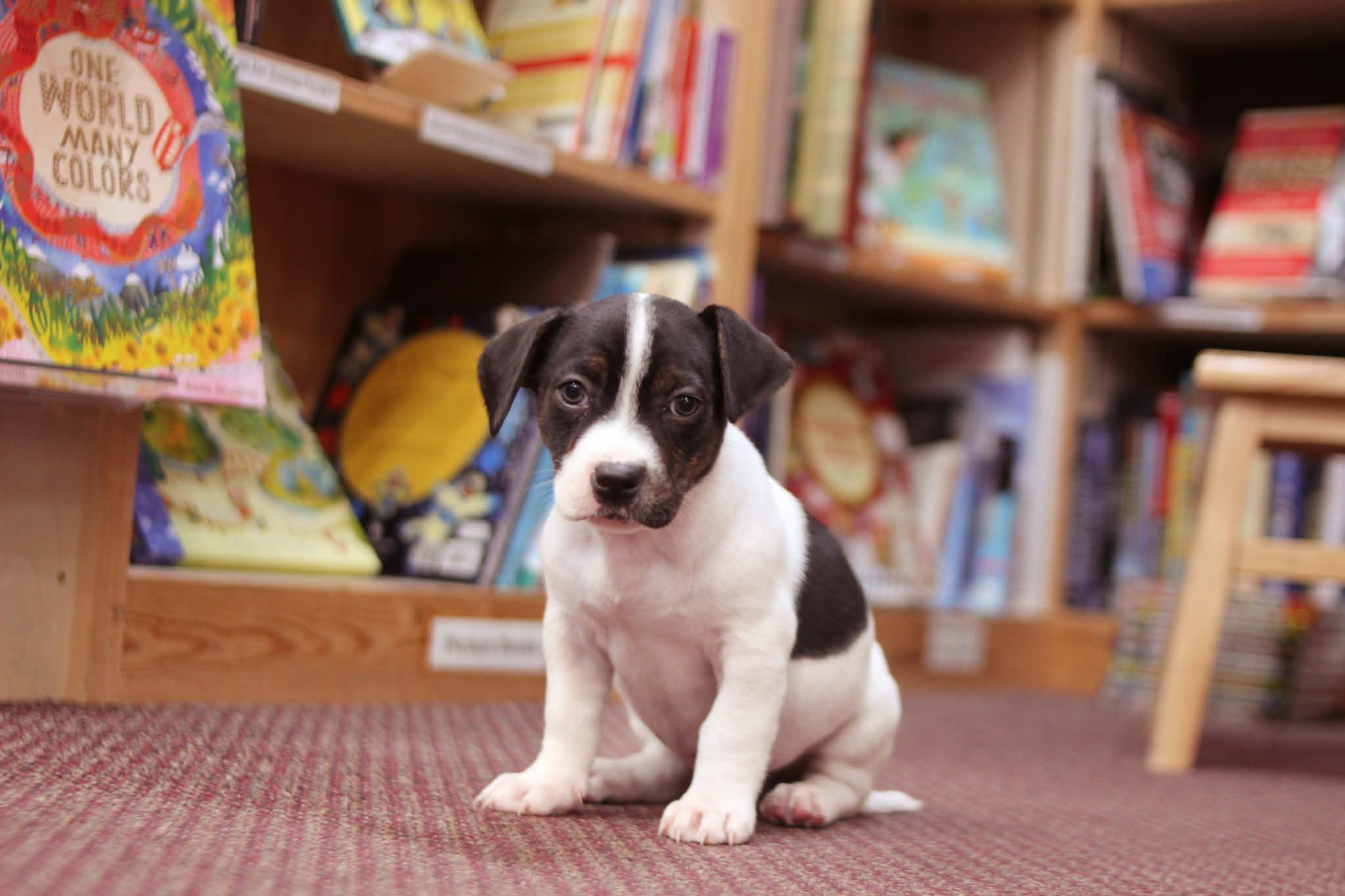 Dog Man, an adoptable mixed breed in South Saint Paul, MN image 6/6