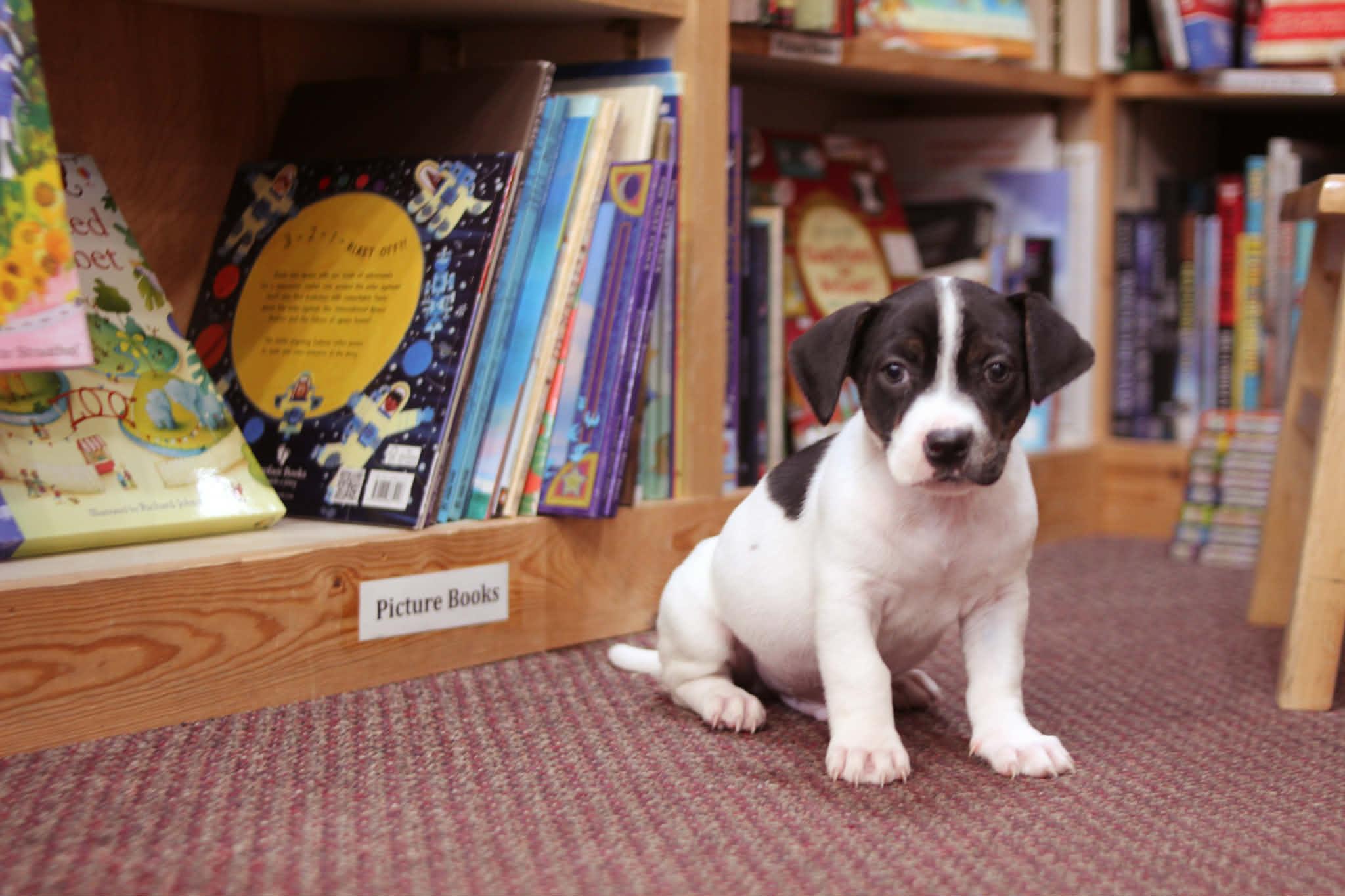Dog Man, an adoptable mixed breed in South Saint Paul, MN image 1/6