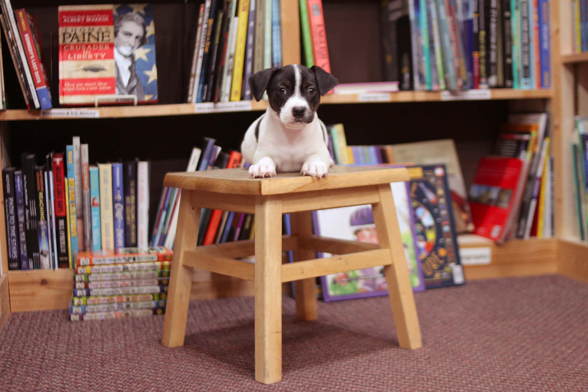 Dog Man, an adoptable mixed breed in South Saint Paul, MN image 3/6