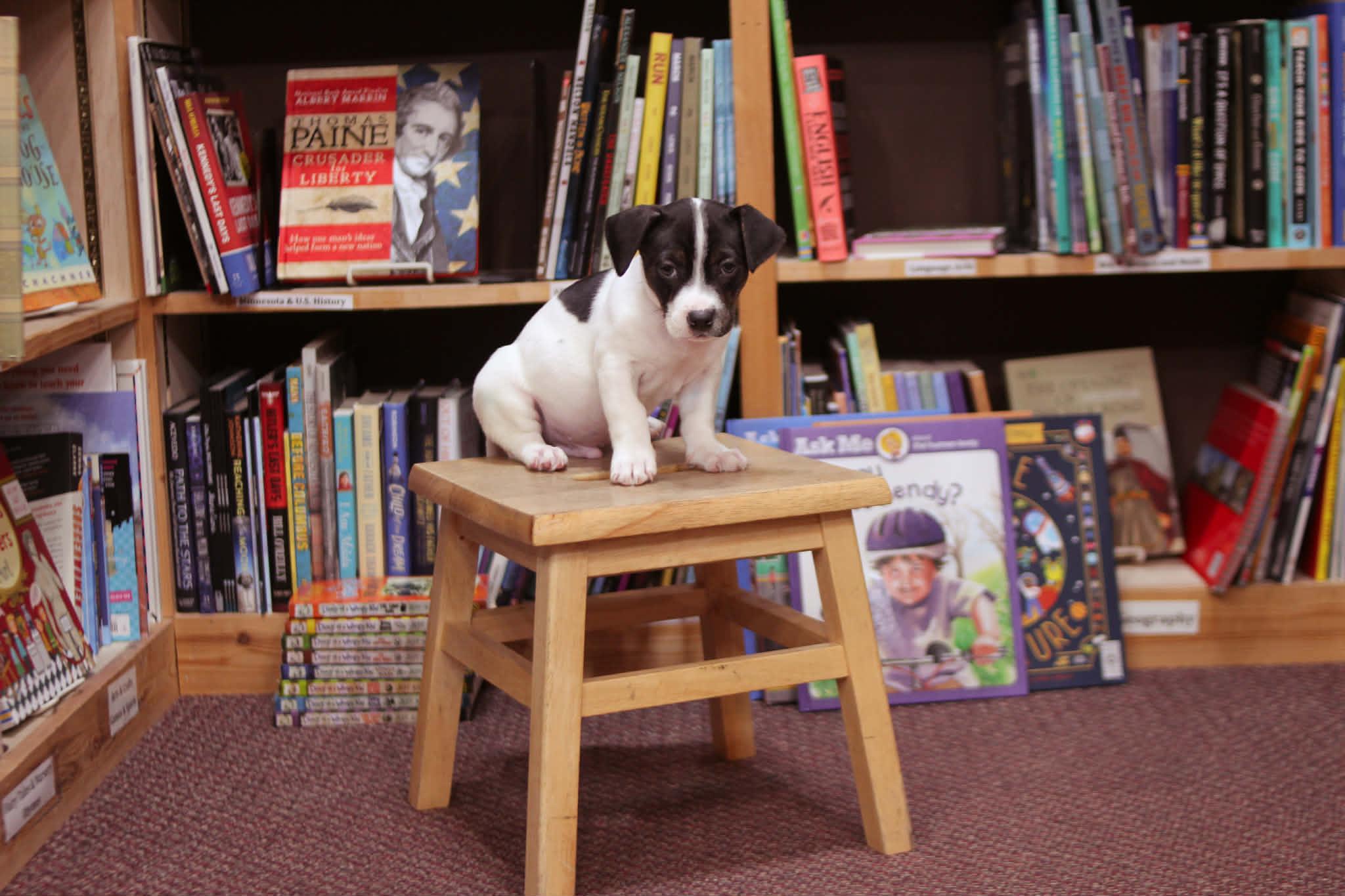 Dog Man, an adoptable mixed breed in South Saint Paul, MN image 2/6